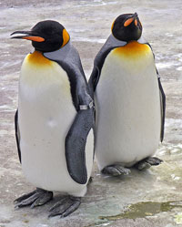 galapagos-penguins