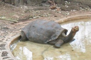 worlds-oldest-tortoise1